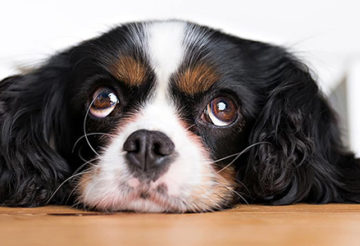 apprendre son chien a ne pas aboyer