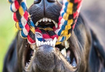 corde-pour-chien