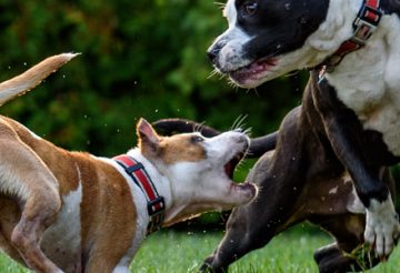 Chiens jouent dans un parc à canin