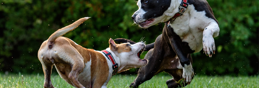 Chiens jouent dans un parc à canin