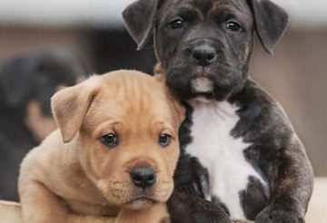 American Staffordshire
