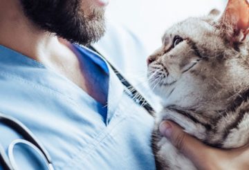 Veterinaire competent