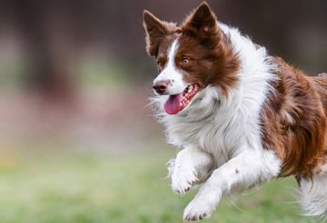 Giardiose chien