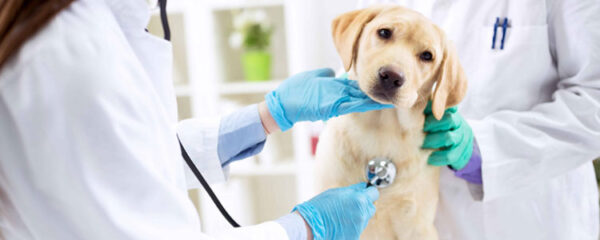 trouver-un-veterinaire-de-garde-a-toulouse-simplement-en-ligne