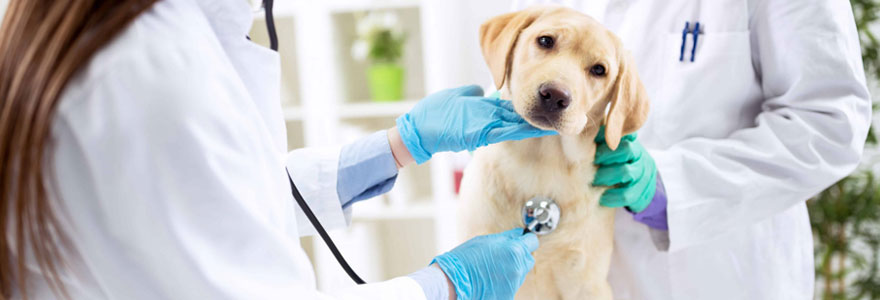 trouver-un-veterinaire-de-garde-a-toulouse-simplement-en-ligne